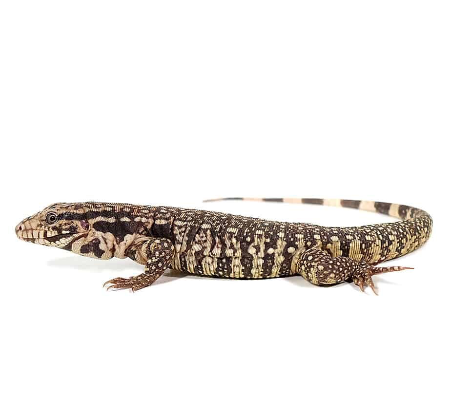 Paraguayan Red Tegu For Sale