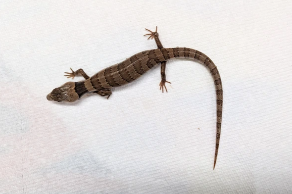 Pink Tongue Skink for Sale