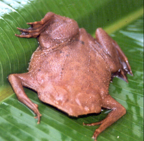 Suriname Toad for Sale (Pipa pipa Toad)