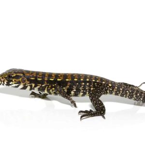 Porphura Tegu For Sale