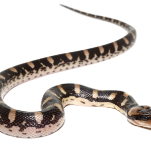 Puff Faced Water Snake for Sale