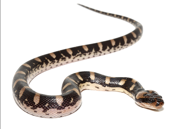 Puff Faced Water Snake for Sale