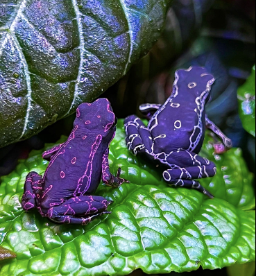 Purple Harlequin Toad for Sale