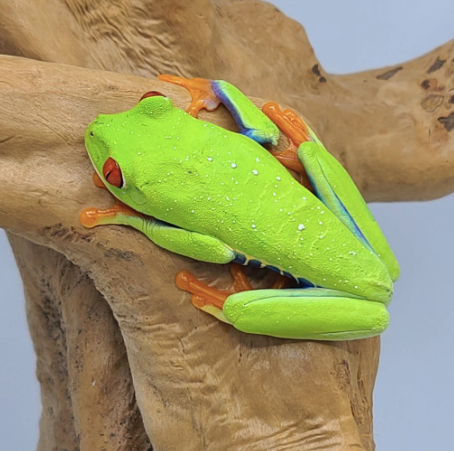 Red Eye Tree Frog for Sale