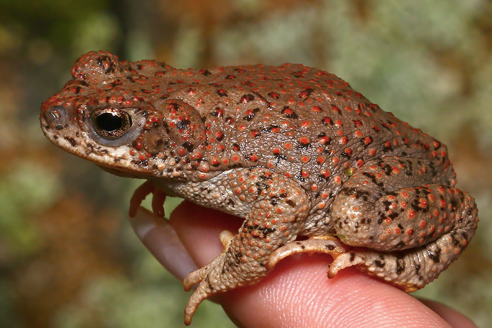 Red Spotted Toad for Sale