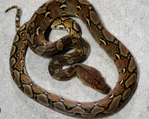 Reticulated Python for Sale