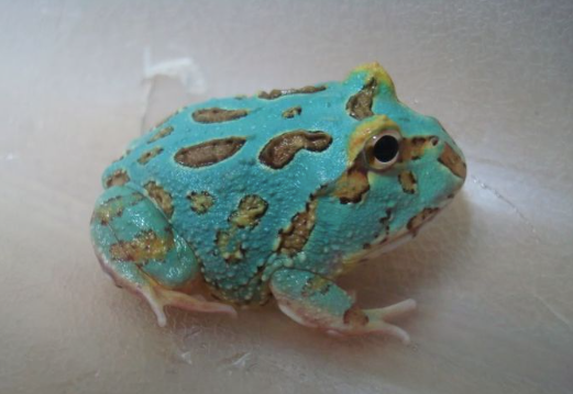 Samurai Blue Pacman Frog for Sale