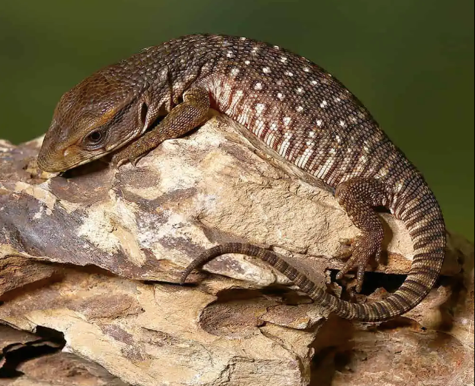 Savannah Monitor for Sale