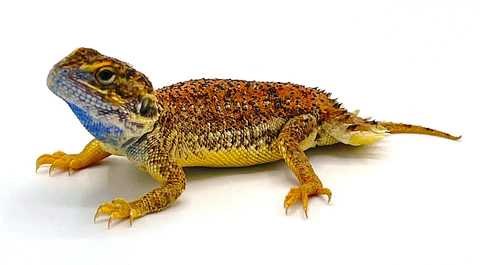 Shield Tailed Agama for Sale