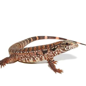 Silver Panther Tegu For Sale