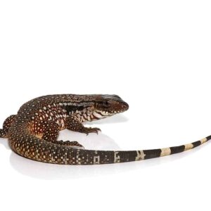 Snowmaker Tegu For Sale