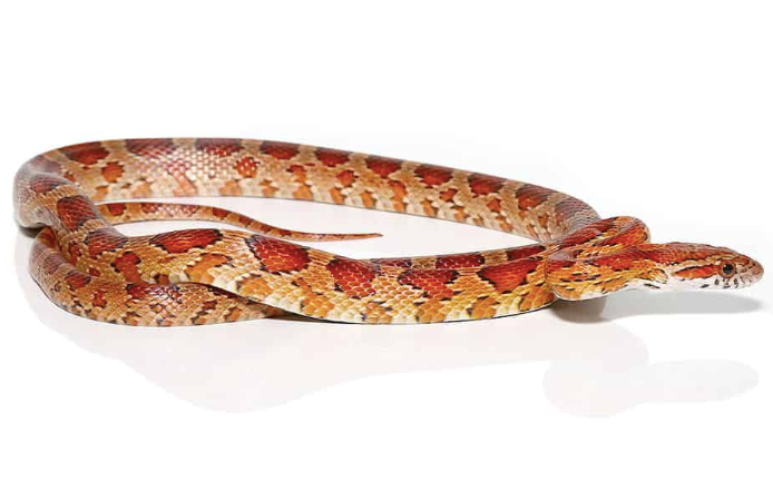 South Florida Corn Snake For Sale