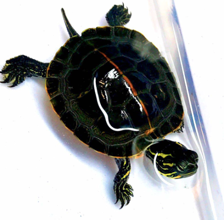 Southern Painted Turtle for Sale
