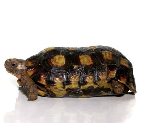 Speke’s Hingeback Tortoise for Sale
