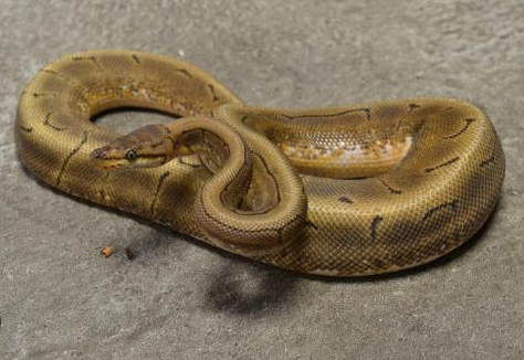 Spinner Ball Python for Sale