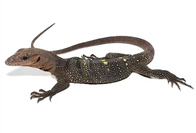 Spiny Neck Monitor For Sale