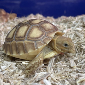 Sulcata Tortoise for Sale