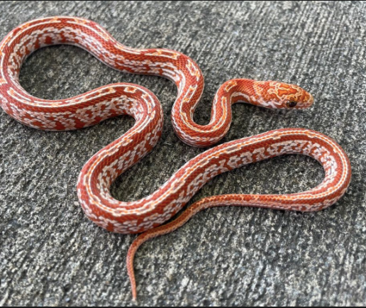 Sunkissed Corn Snake for Sale