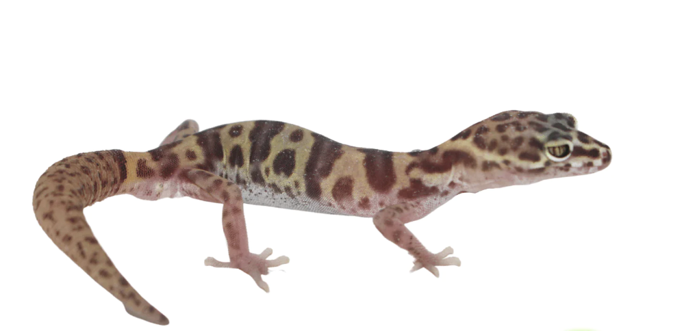 Texas Banded Gecko for Sale
