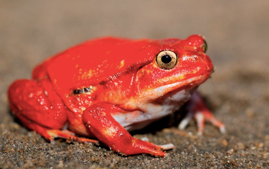 Tomato Frog for Sale