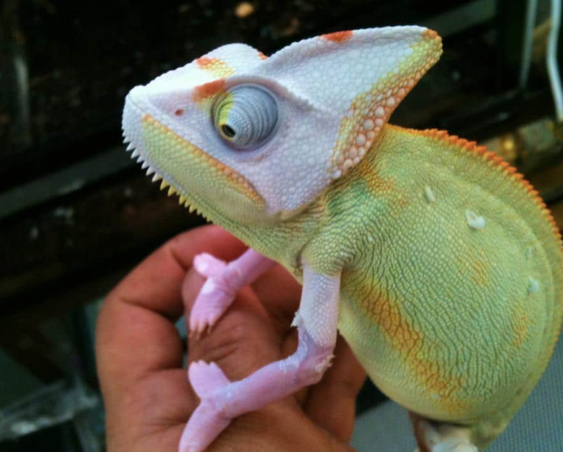Translucent Veiled Chameleon for Sale