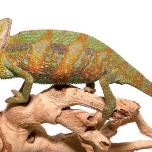 Veiled Chameleon For Sale (6-8 inch)