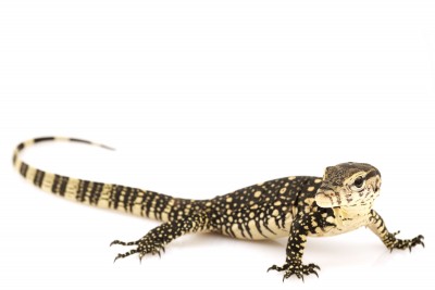 Javan Water Monitor for Sale