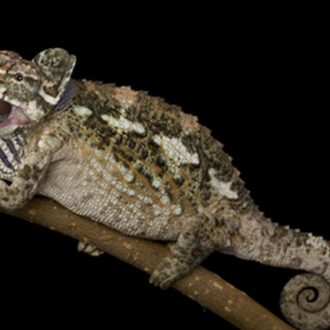 Werner’s Chameleon for Sale
