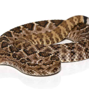 Western Diamondback Rattlesnake For Sale