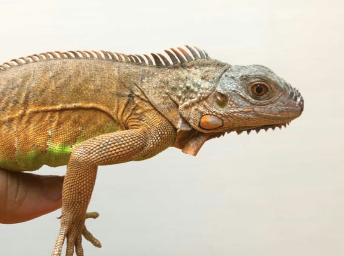 White Head Red Iguana For Sale