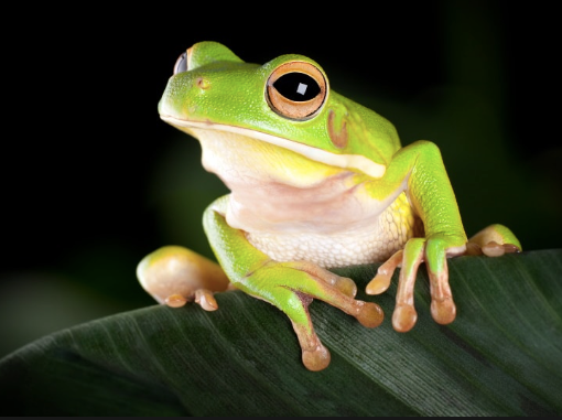 White Lipped Tree Frog for Sale