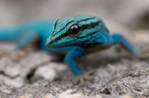 Williams Blue Cave Gecko for Sale