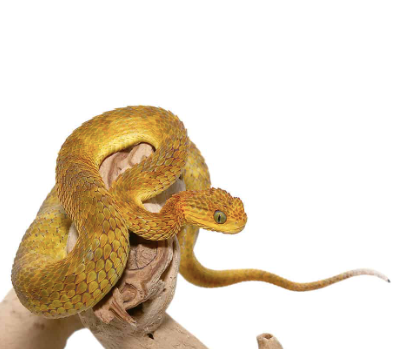 Baby Yellow Orange Squamigera Bush Viper For Sale