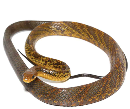 Yellowbelly Puffing Snake For Sale