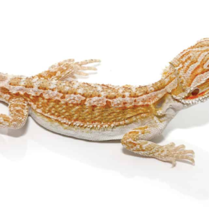 Citrus Bearded Dragon For Sale
