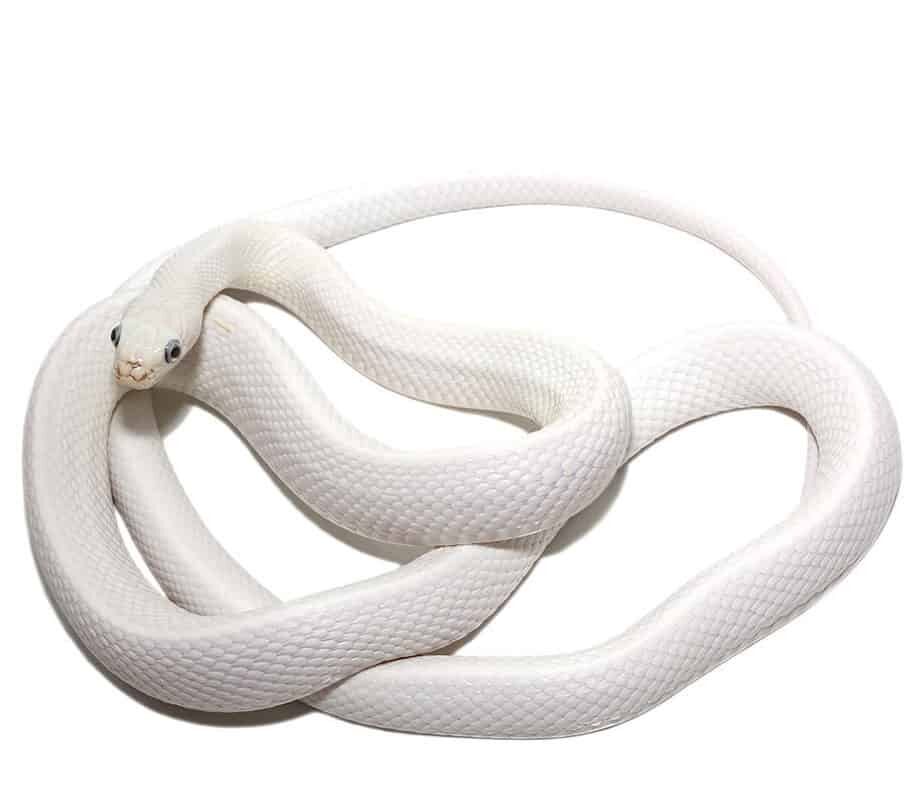 Leucistic Texas Rat Snake For Sale